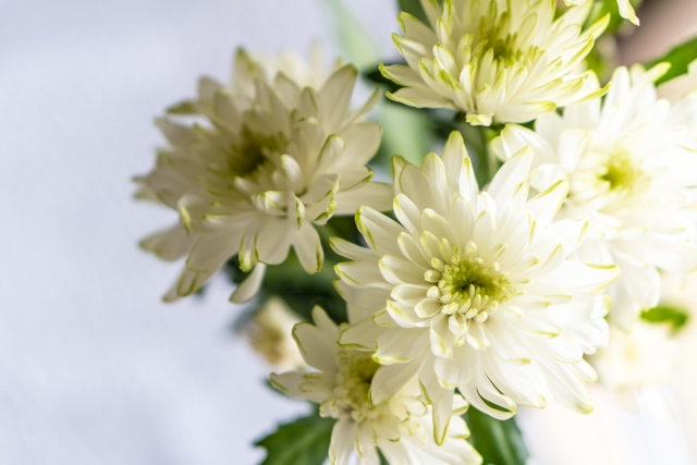 枕花を贈る意味とは？おすすめの花や贈り方も紹介のイメージ画像